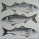 Peinture poissons Bar- 80x80 cm