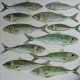 Tableau poissons verts, maquereaux fond blanc, 100x100 cm
