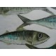Tableau poissons verts, maquereaux fond blanc, 100x100 cm
