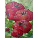 Mini peinture légumes Tomates- 40x30 cm