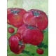 Mini peinture légume Tomates- 40x30 cm