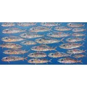 Peinture banc de poissons grand format à dominante bleue 180x90 cm