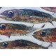 Tableau poissons de mer 160x90 cm