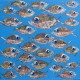 Tableau carré banc de poissons sur fond bleu clair- 90x90 cm - Tinggal