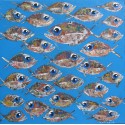 Tableau carré banc de poissons sur fond bleu clair- 90x90 cm 